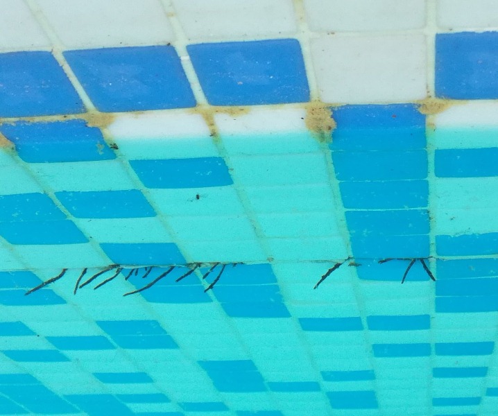 Daños por raíces